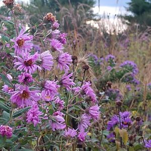 Meet your Posher, Gail